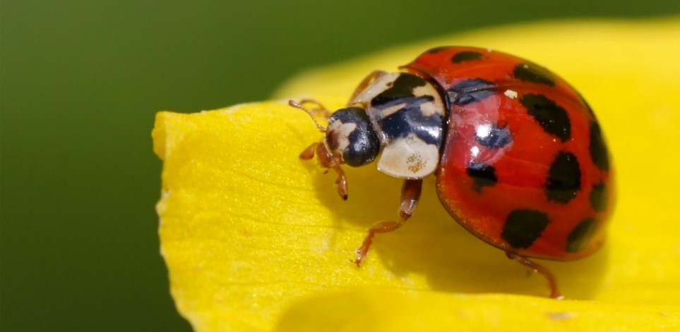 ladybug