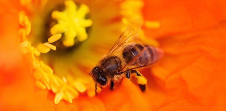 bee on an orange flower