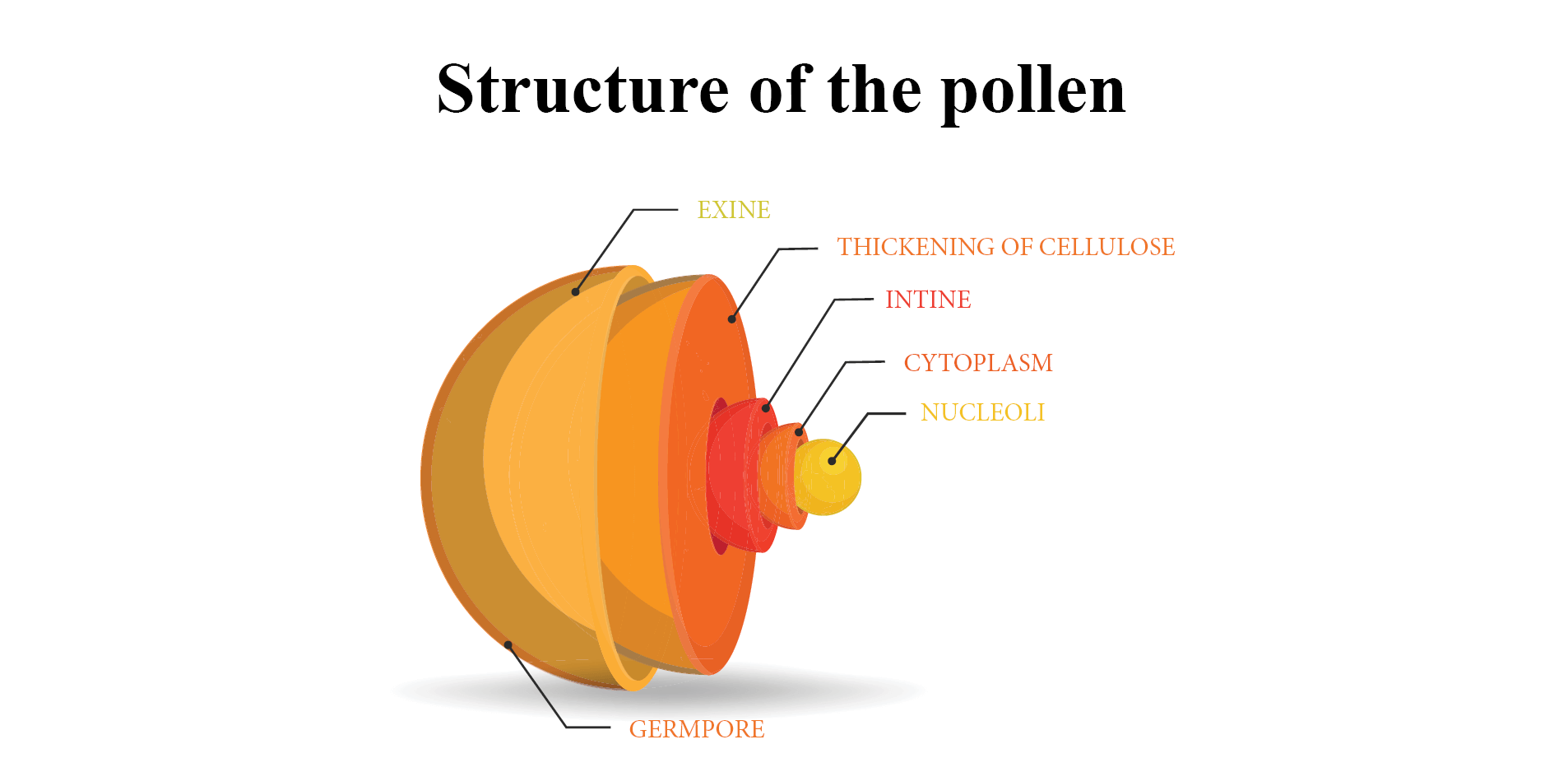 Structure of the pollen