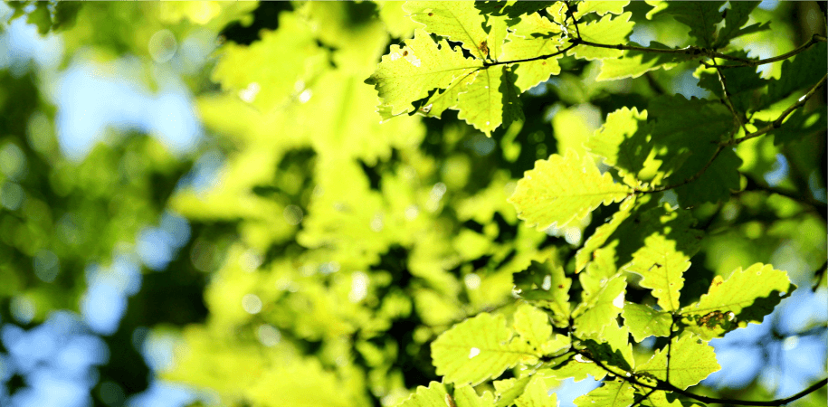 tree leaves