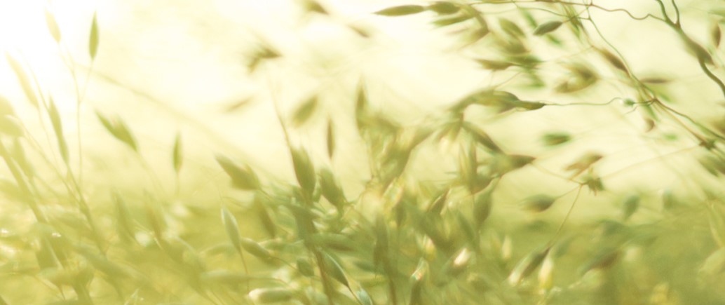 Close up of ragweed which causes hay fever